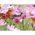 High Germination Rate pink coreopsis seeds for growing